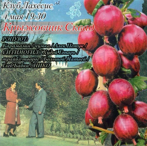 Крыжовник сквад 