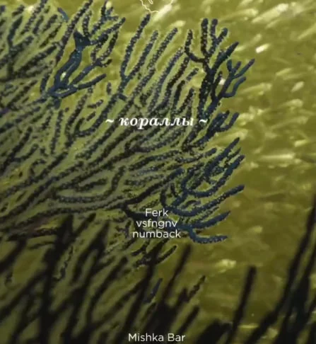 Коралл